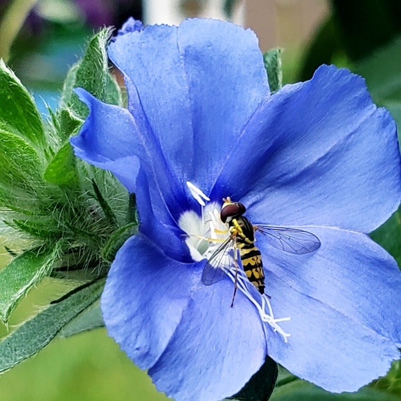 Meet your Posher, Majka - Picture 2 of 10